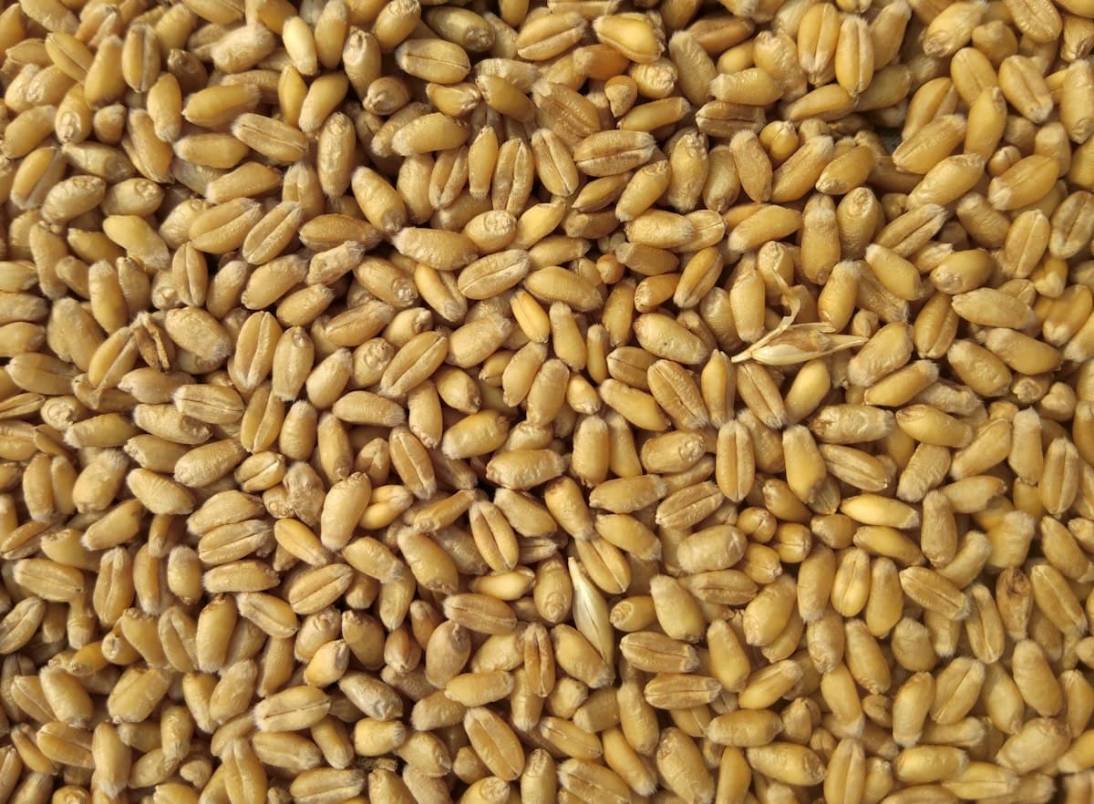 MBJ Global grain quality inspection